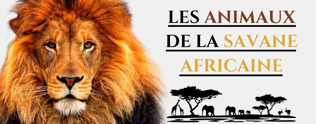 Les Animaux de la Savane Africaine, Royaume Lion