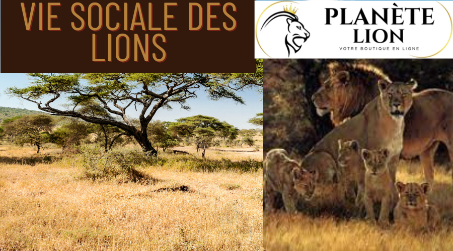 Rois de la Savane : La Vie Sociale des Lions