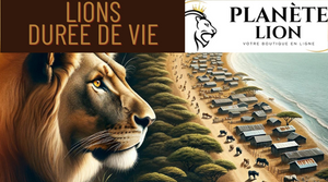 combien de temps dure la vie d'un lion 