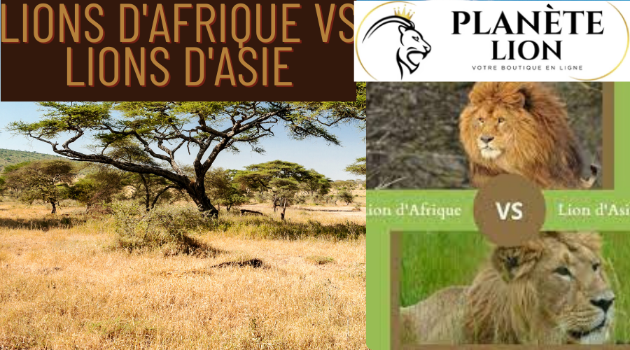 Lions d'Afrique vs Lions d'Asie : Découvrez Les Différences