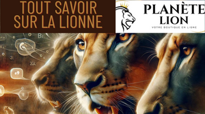 Lionne domine le lion 