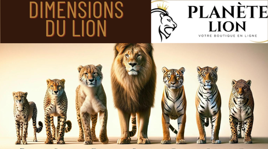 Dimensions du lion VS Les autres prédateurs