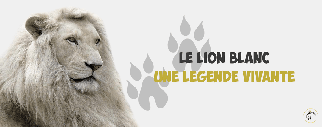 Le Lion Blanc : Une Légende Vivante