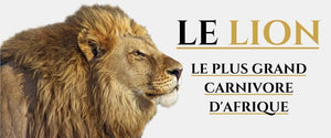 Le Lion d'Afrique (Panthera Leo Leo)