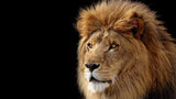 Toile murale Lion africain