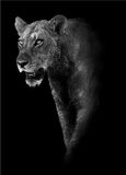 Tableau Lion Déco Moderne