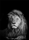 Tableau Lion Déco Moderne