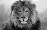 Toile Lion Rugissement
