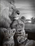 Toile Lion Coucher de Soleil