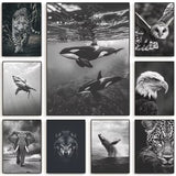 Tableau Lionne Noir et Blanc