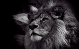 Toile murale Lion africain