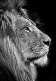 Toile Lion Profil Gauche