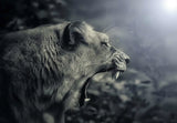 Toile murale Lion africain