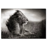 Toile Lion Tranquillité