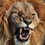 Toile Lion Peinture Duo