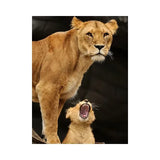 Tableau Lion Lionne et Lionceau