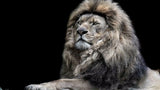 Toile murale Lion africain