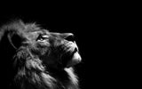 Toile murale Lion africain