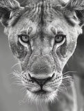 Tableau Lionne Furtive