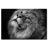 Toile Lion Tranquillité