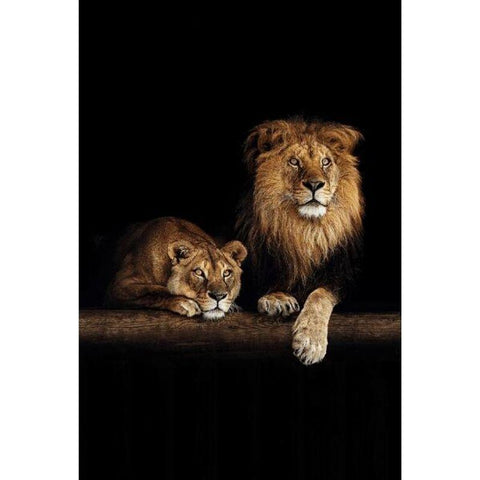 Toile Lion et Lionne