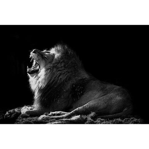 Toile Lion Rugissement Monochrome